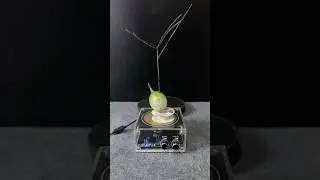 Lightning + plants