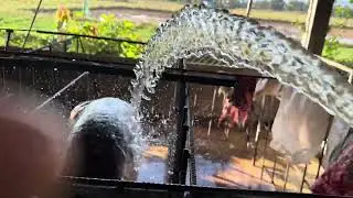 Pig Farm: Washing After Feeding Pigs.#pig #pigfood #piggyroblox #pigbreeding #farmanimalct #farming 