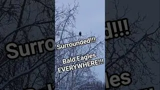 Most Bald Eagles We've Ever Seen ALASKA #wildlife #nature #crazy