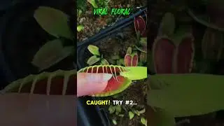 Can YOU Escape the Venus Flytrap? #VenusFlytrapFeeding #BugEatingPlant #WhatHappenNext #Shorts
