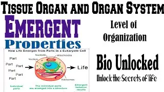 Emergent Properties | Class 9 Biology | Concept Made Easy