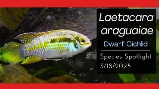 Smiling Acara Cichlid  Laetacara araguaiae | Species Spotlight