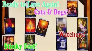 TWIN FLAMES: Cats, Dogs, Stinky Feet & Watchers, Ready to Love Again...
