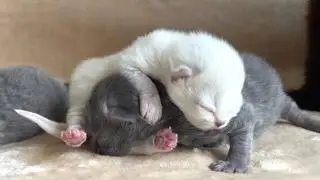 Как растут наши котята 🐾 От новорожденных до игривых малышей