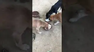 India for animals|Feeding stray dogs|Dog feeders|Indie
