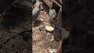Chickens vs Bush Scallop Squash