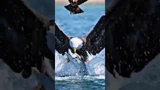 &ldquo;Bald Eagle&rsquo;s Power Dive: America&rsquo;s Icon in Action 🦅🇺🇸 #NatureInMotion&rdquo;