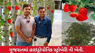 ગુજરાતમાં હાઇડ્રોપોનિક સ્ટ્રોબેરી ની ખેતી || Hydroponic Strawberry Farming In Gujarat || #stroberry