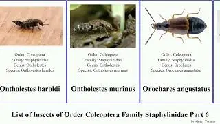List of Insects of Order Coleoptera Family Staphylinidae Part 6 paederus ocypus oxypoda othius