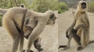 Langur Mother Carrying Her Baby on Village Road | Pure Wildlife Moment 🐒🌿