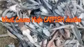 what causes high CATFISH deaths in a CATFISH farm