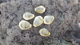 sea ​​slugs Search for crabs, clams, slugs, and fish during low tide