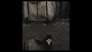 Pus - Ben Buyum