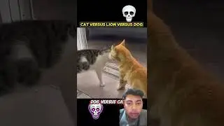 Cat vs five tiger ak billi sab par bhari #animal #catvideos #catshorts #catkivideo #kitty