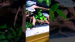 Safe and Friendly Tank Mates for Betta Fish &ndash; Top Choices #bettafish #tankmates