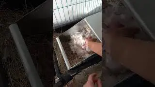 What does a blue eyed white baby bunny look like before the eyes open?