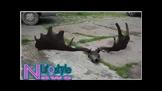Fishermen Find 10,000-Year-Old Skull and Antlers of Extinct Giant Elk