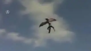 Most Wired Top 10 Unidentified Flying Creatures Caught on Tape