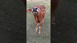 Most popular cow video in the world || baby cow videos || COW TUBE BD #15