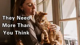 Think Your Cat Is Low Maintenance? Here&rsquo;s What They Actually Need