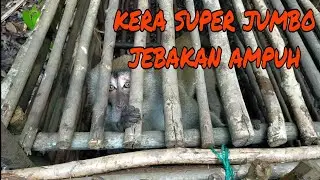 PERANGKAP KERA/MONYET DAPAT BESAR