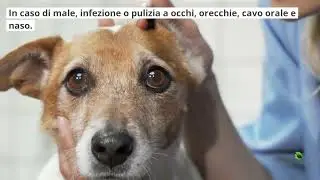 ARGENTO PET &ndash; Argento Colloidale Spray Per Animali