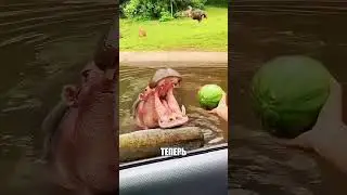 Уронил ЛАКОМСТВО прямо в воду 🌊🍉😭