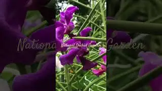 National Orchid Garden, Singapore