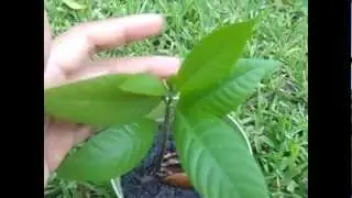 Growing Mamey Sapote from Seed: Part 2
