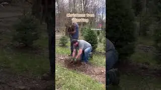 Christmas Tree Planting 2024