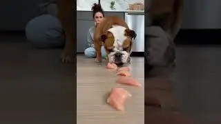 BIG Mistake! Challenged My Dog to a Food Race ​🤣 #shorts #dogs #food #challenge #funny  #petshub