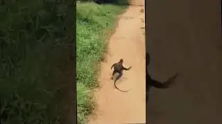 Amazing Running Asian Water Monitor #aurus
