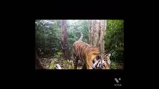Animals hunting styles  lion   leopard  Tiger