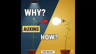 Plant Hormones Explained | GCSE & KS3 Biology Revision | Auxins, Gibberellins & Ethene