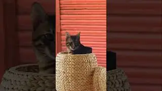 How to train cat🐍