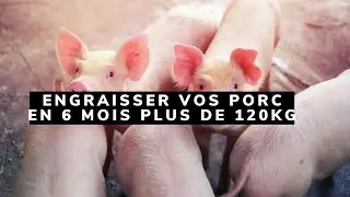 VOICI COMMENT AVOIR DES PORCS DE 120 KG EN 6 MOIS SEULEMENT