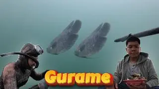 Tak Terduga!!! Jumpa 2 Ekor Gurame Babon Danau Toba Saat iseng Cari Lauk di Spot Ini.