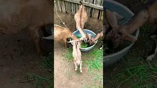 #animals#animallover#goat#goatlovers#cutegoats