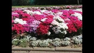 Amazing and Most Beautiful Clarkia Flowers | Godetia Flowers