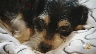 Abandoned Dog Making Miracle Recovery