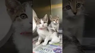 Как выглядят ранние стадии котенка?