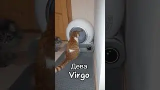 6. If the cat was a Virgo♍️ #cat #catshorts #kitten #cutecat #funnycats