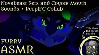 [Furry ASMR] Silly Novabeast Pets you while Coyote noms your ears (Collab with PurplFC!)