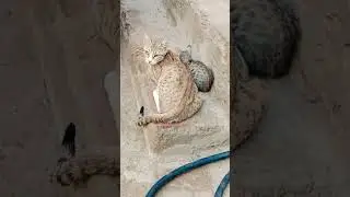 #cat#cats#gato#gata#gatos#catguy#catart#chefcat#catcare#foryou #trending #catt #viralvideo #foryou