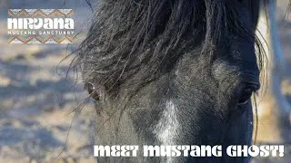 Meet Mustang Ghost of Nirvana Mustang Sanctuary!