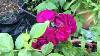 My beautiful garden in uk