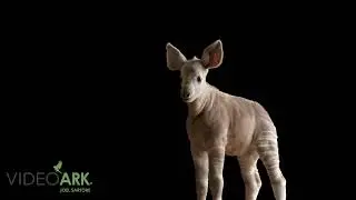 A two-month-old male okapi (Okapia johnstoni) at the Al Bustan Zoological Centre