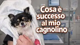 Quello che &egrave; successo al mio cagnolino a Capodanno❤️&zwj;🩹🐶👼🏼