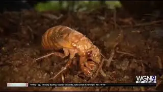 Chi-Town Kids Cicada Song on WGN Morning News