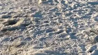 Пермскую лисичку прикормили на рыбалке